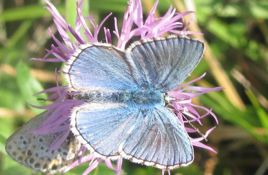 Polyommatus bellargus?